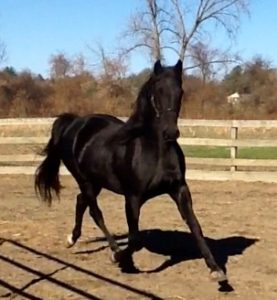 charlestown-gift-of-joy